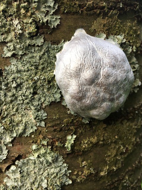 Hilfe! Außerirdische im Garten? - Essen-Ruhr