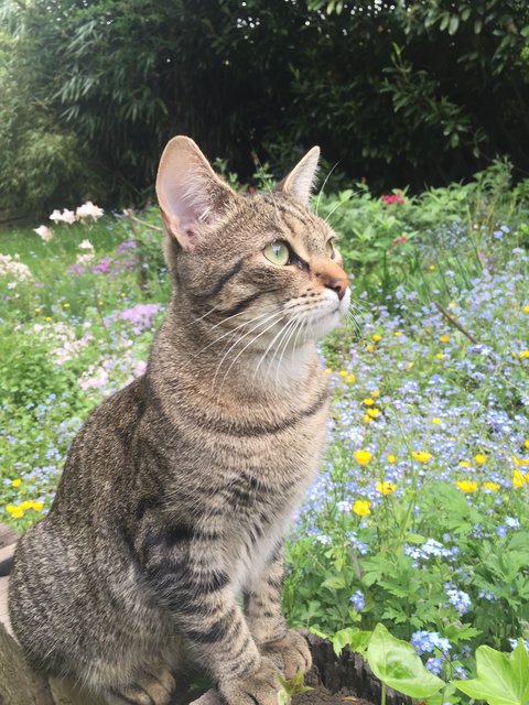 Polly genießt den Sommer im Garten. Ja, wir können uns noch an Sommer erinnern.