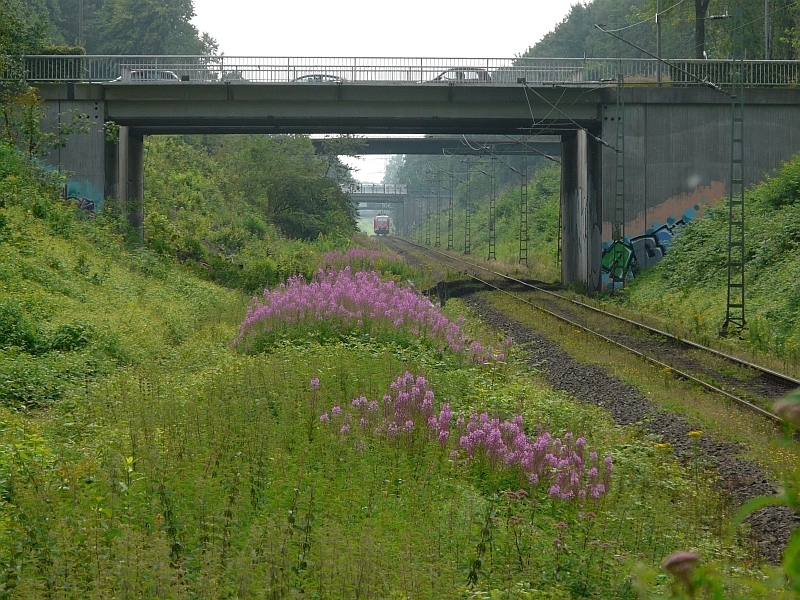 Blick vom Bahnhof Marl-Mitte auf das Staudenfeuerkraut