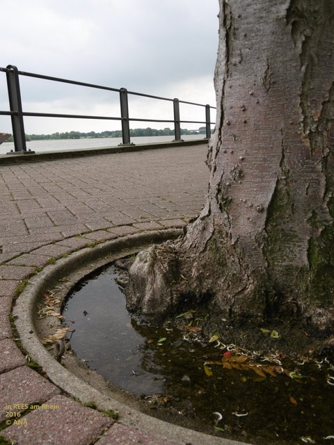 ...einfach die Pfützen um-gehen ...