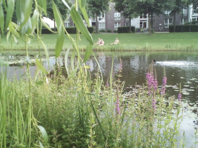 ...im leichten Regen in Rees... (Handyfoto)