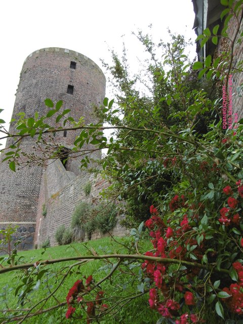 nei, hier haben wir NICHT das DORNRÖSCHEN, und auch nicht die Müllerstochter aus RUMPELSTIELZCHEN  gefunden, der Turm viel zu klein und zu leicht zu erklimmen!