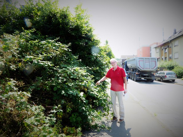 Grünschnitt-Maßnahmen wären am Pleckenbrink (hier im Bild) und am Altwickeder Hellweg vonnöten, zeigt Dieter Töpfer.