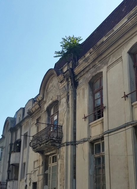 Verlassenes Gebäude,  aus der Regenrinne wächst ein Baum.
