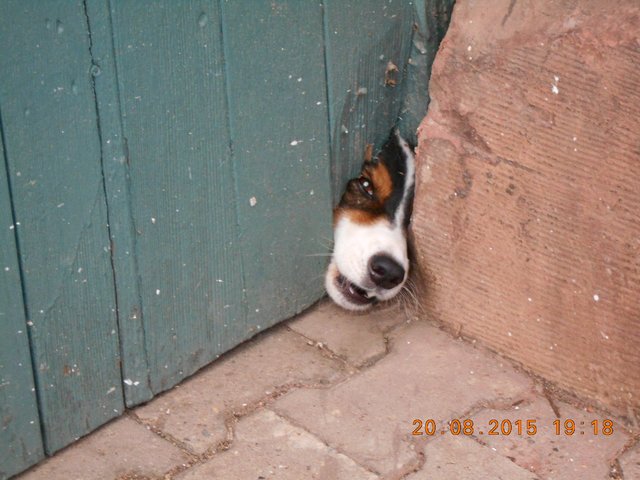 Verlassenes Weingut...Aber Nachbars Hund beißt sich durch.