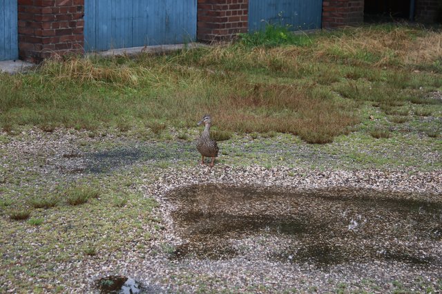 Mutter 'Howard', weiss noch nicht so recht, was sie von all dem halten soll (Foto: Michael Gertzen)