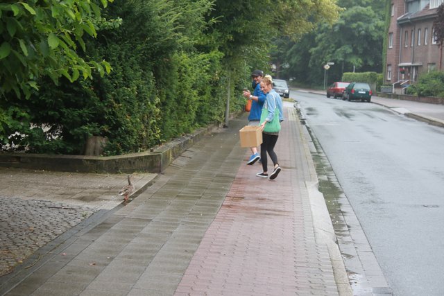 Nadine und Patrick lotsen 'Howard' zum Teich im Heubergpark, in der Kiste sind die 12 kleinen Küken (Foto: Michael Gertzen)