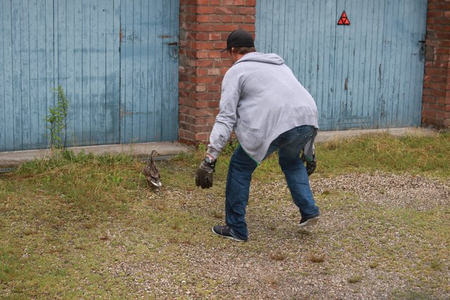 Patrick versucht die junge Entenmutter einzufangen (Foto: Michael Gertzen)