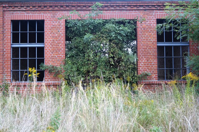 ... natürliche Ausbreitung ...