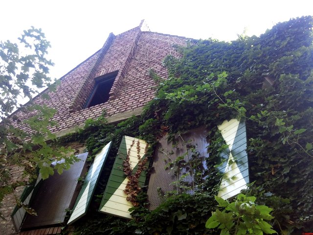 Efeu - das Dornröschenkraut ;-)