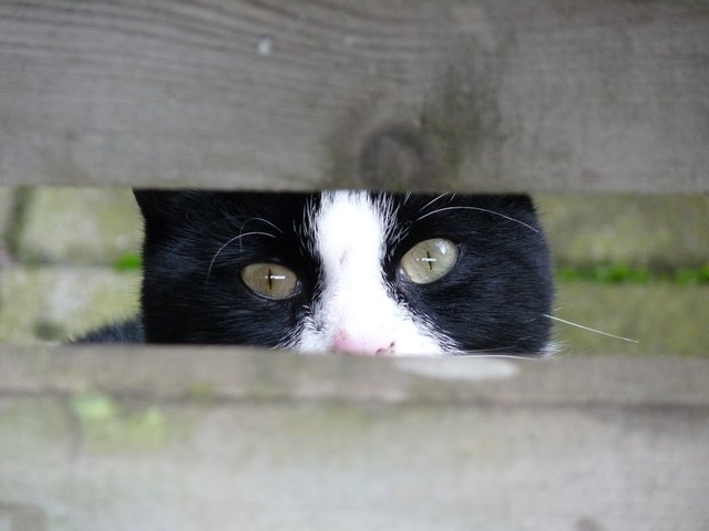 Dieser Katzen-Augenblick stammt aus der Linse unseres Teilnehmers Eelco Hekster. Foto: Lokalkompass