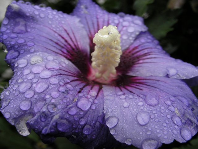 Wie oft musste ich meinen Garten-Hibiskus in diesem Sommer gießen