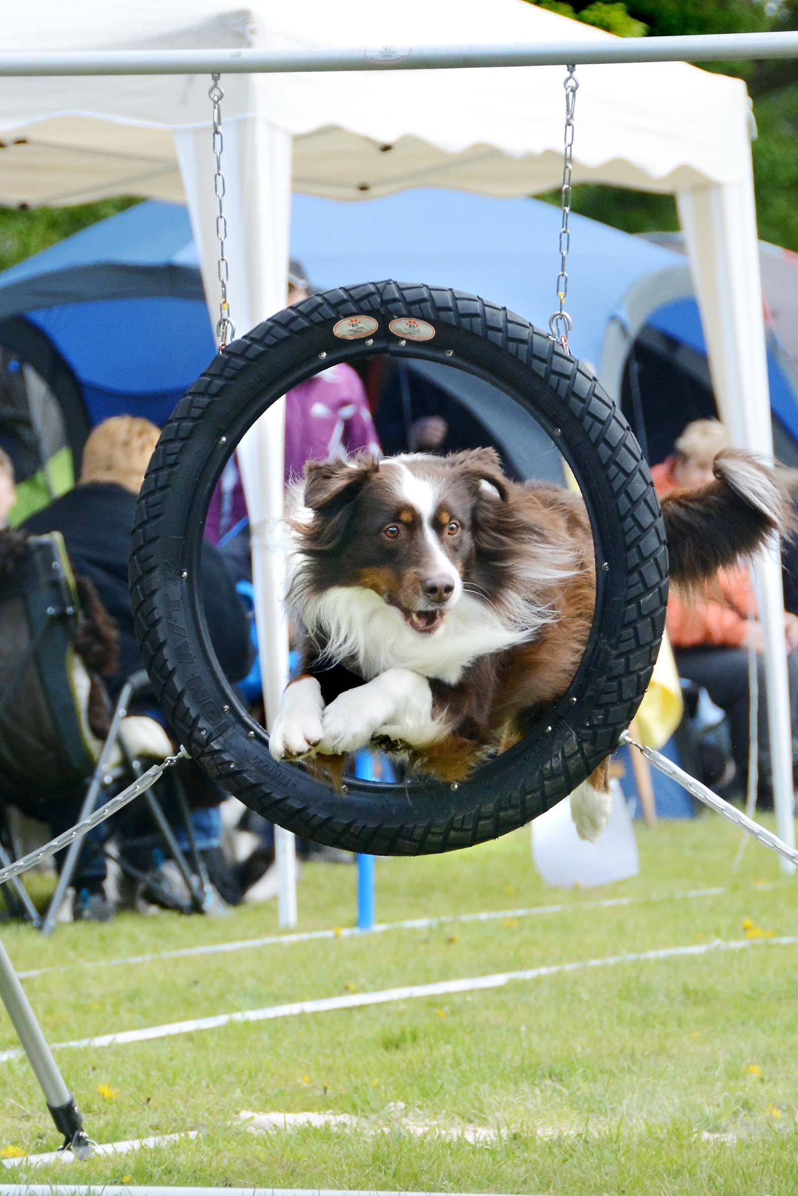 Es muss nicht der brennende Reifen sein, wenn die Vierbeiner den Agility-Kurs machen.