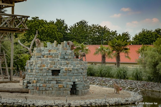 Pawianburg - Fütterung: 15 Uhr