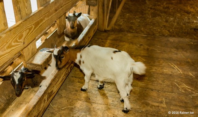 Zwergziegen-Stall