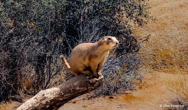 Schwarzschwanz-Präriehund