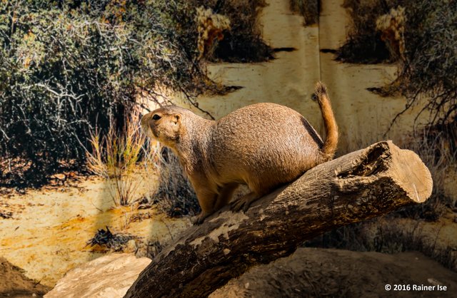 Schwarzschwanz-Präriehund