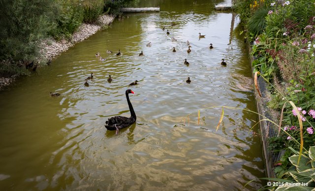 Schwarzschwan oder Trauerschwan