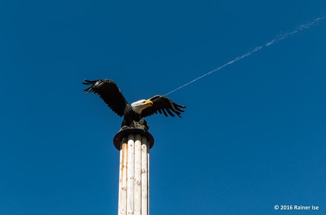 Speiender Fischadler