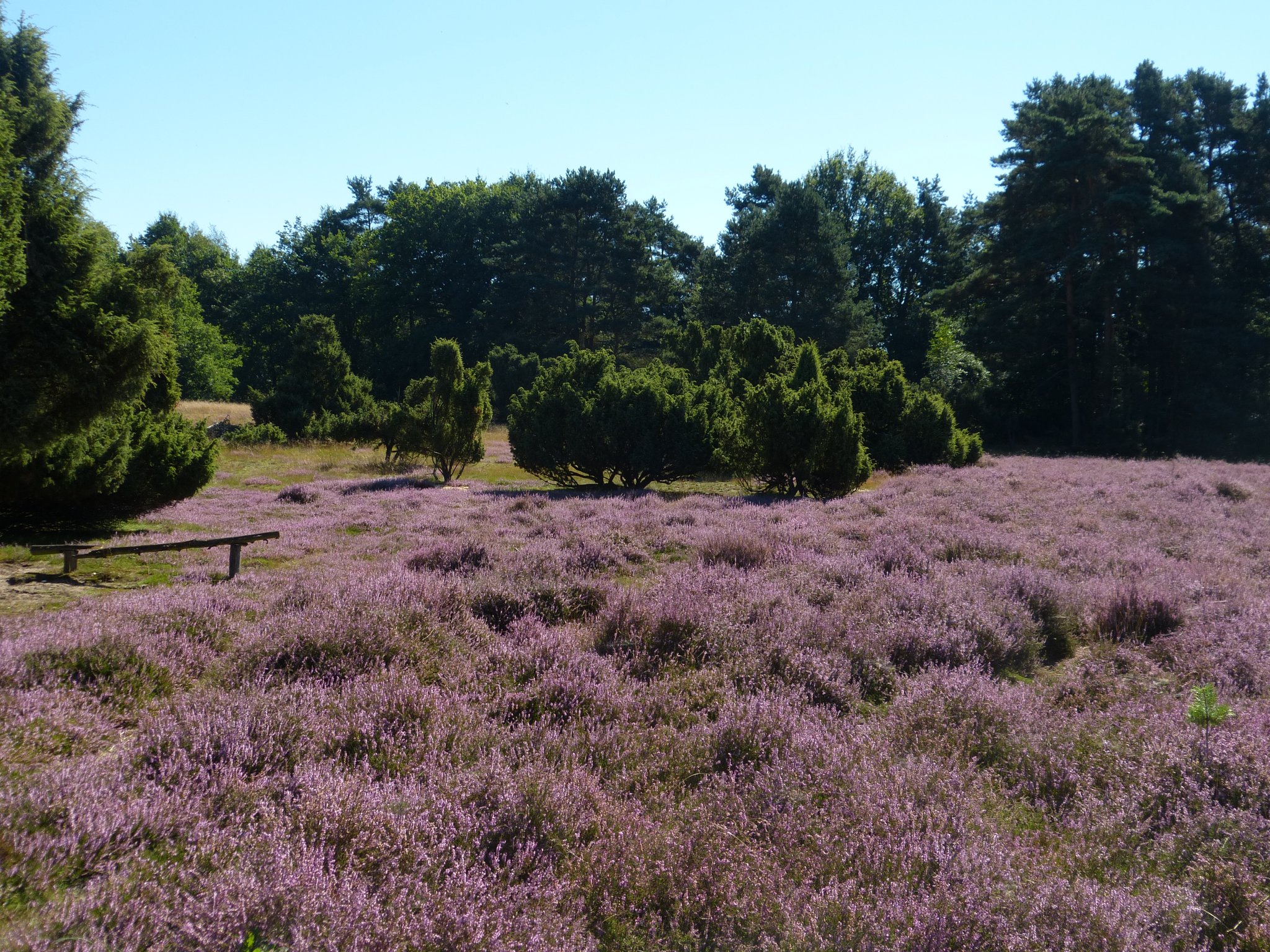 Westruper Heide - Eine Heidelandschaft zwischen den Halterner Seen - Wesel