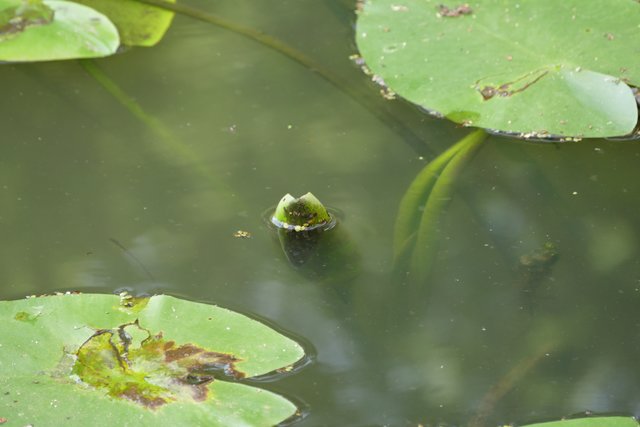 Der kleine Teich, chinesisches Gedicht von Yang Wanli (11271206
