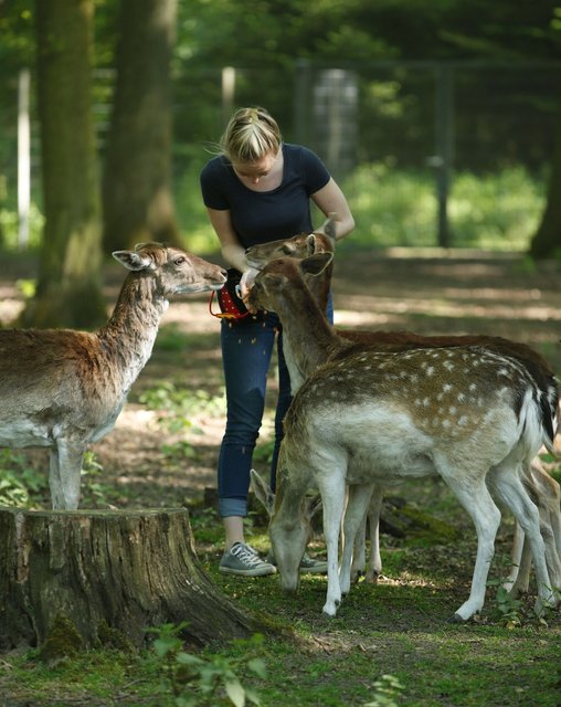 In der Tiergestützten Therapie erfahren die Patienten beim Füttern der Tiere einen neuen Zugang zum Thema Nahrung. Fotos: LWL/Wieland