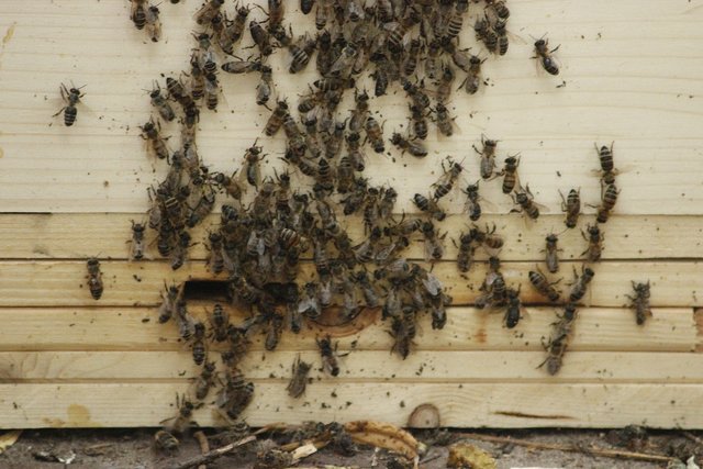 Am Schluss wurde noch noch auf ein paar Nachzügler gewartet, bevor die Bienen in ihr neues Zuhause im Jammertal in Datteln umzogen. | Foto: Kathy Mauritz