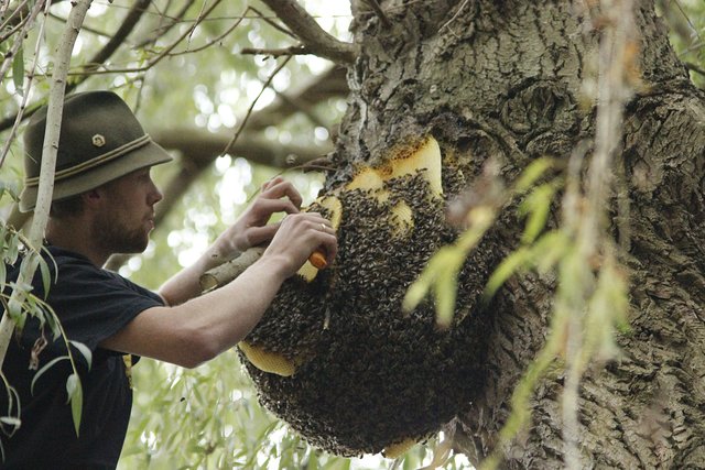Ganz vorsichtig schneidet Imker Simon Rosenfeld vom Dattelner Imkerverein Schicht für Schicht von dem großen "Kuchen" ab und lässt die Waben in einem Eimer vom Baum herunter. | Foto: Kathy Mauritz