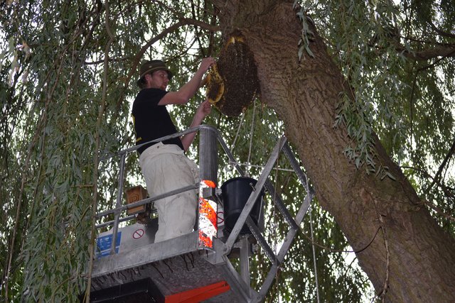 Imker Simon Rosenfeld schneidet vorsichtig die einzelnen Waben ab. Die Bienen waren dabei so ruhig, der er auf Schutzkleidung verzichten konnte.