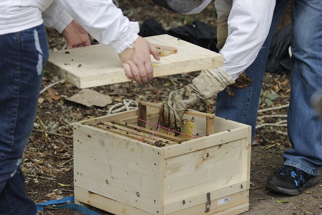 Nach dem Einpassen der Waben in Rähmchen werden diese vorsichtig in neue Bienenbehausungen, sog. Bienenbeuten, gesetzt. | Foto: Kathy Mauritz