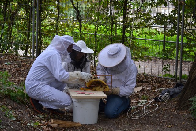 Weitere Imker des Imkervereines Datteln (v.l. David Reim, Pia Rosenfeld und Holger Krause) nehmen die Waben in Empfang und passen diese in Rähmchen ein.