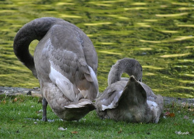 Die zwei dunklen Schwäne