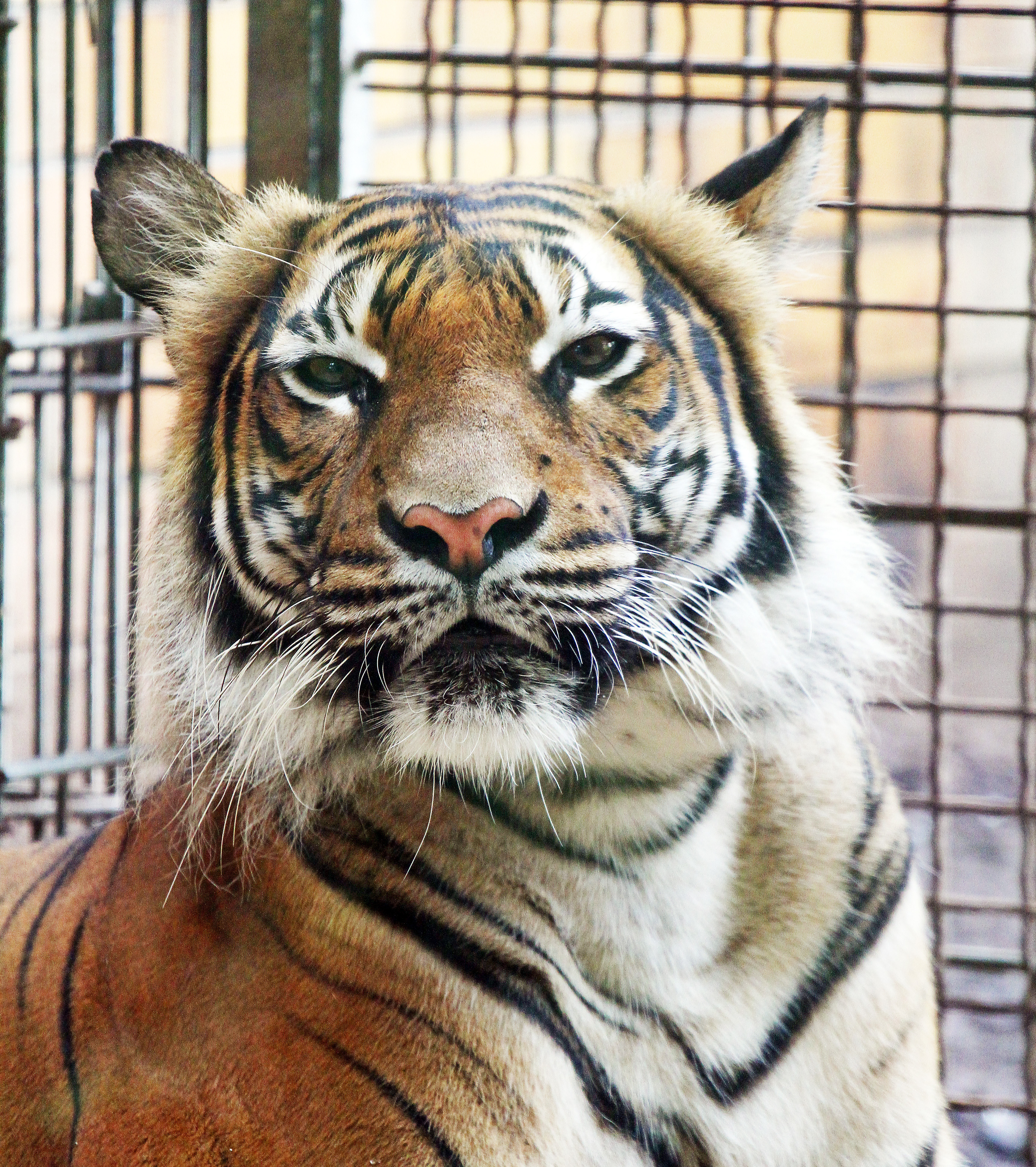 Der Tiger muss gehen: Aufgrund der geltenden Haltungsrichtlinien für Großkatzen kann der Dortmunder Zoo künftig nur noch eine Art zeigen. Nach Abschluss der Bauarbeiten im Raubkatzenbereich - vermutlich 2018 - wird ein Löwenrudel einziehen.