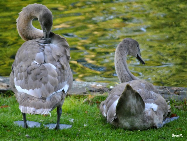 Federkleid putzen und ausruhen...