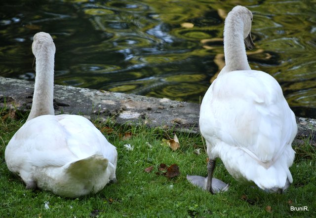...hier nur 2 von ihnen...