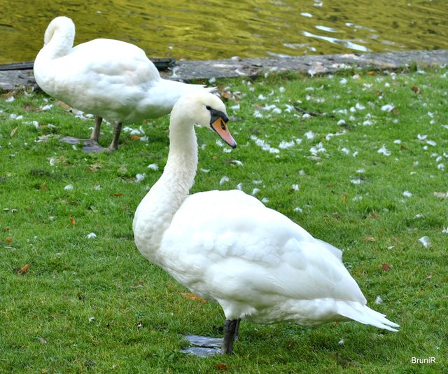 Und überall fliegen die Federn!