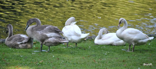 Hier sind alles nur Jungschwäne zu sehen! VOLLBILD!
