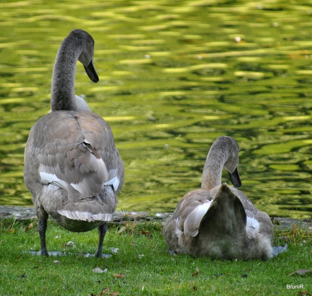 Hier noch einmal die Grauen!