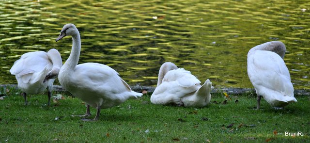 Jungschwäne bitte VOLLBILD ♥