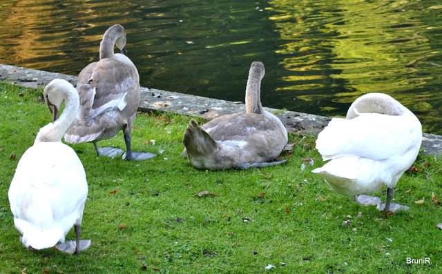 Noch einmal die 4 Jungschwäne