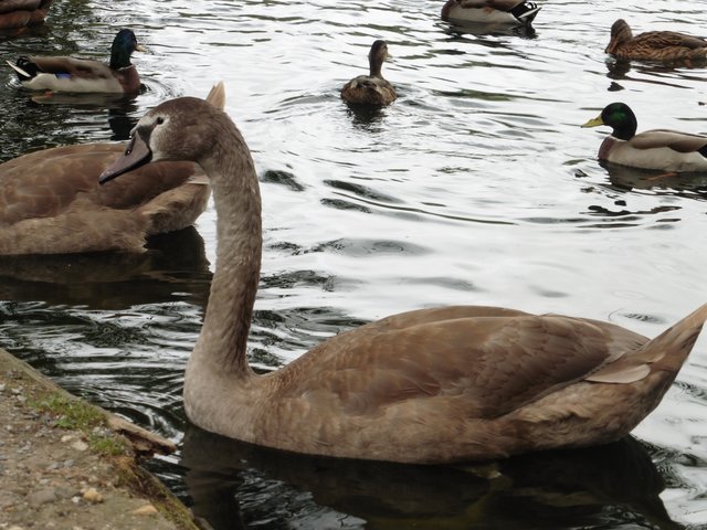 abtskücher teich Düsseldorf