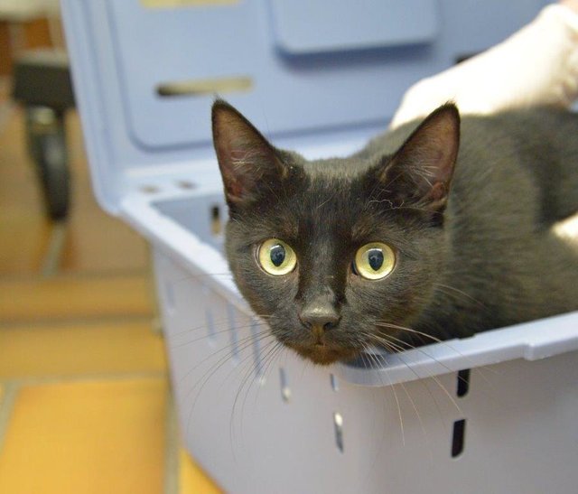 2838: Katze, weiblich; gefunden am 5. Oktober an der Unterstraße in Frintrop