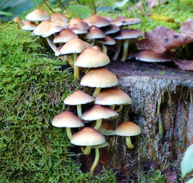 Foto: Rainer Bresslein