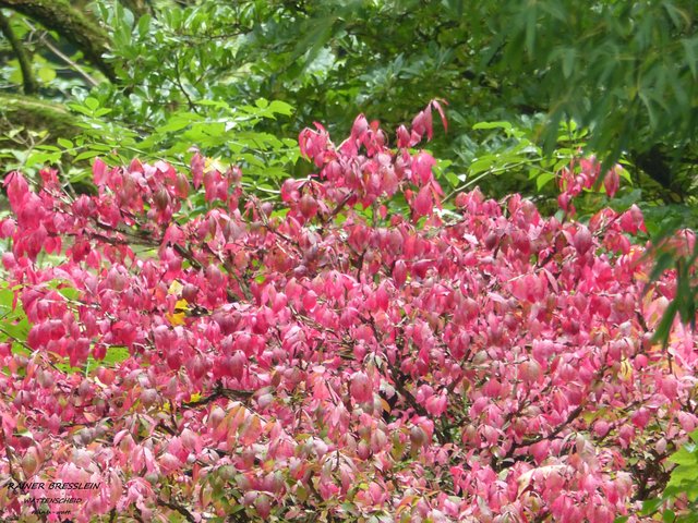 Foto: Rainer Bresslein