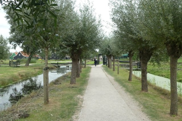 Eine kleine Baumallee