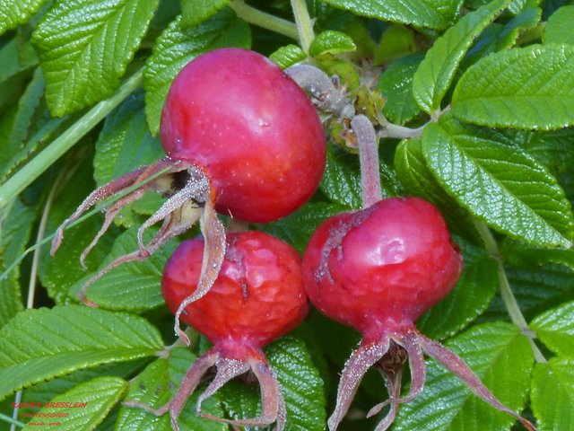 Foto: Rainer Bresslein