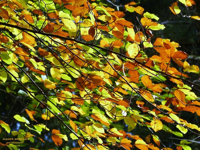 Foto: Rainer Bresslein