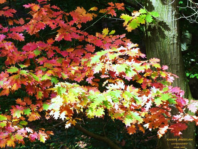 Foto: Rainer Bresslein