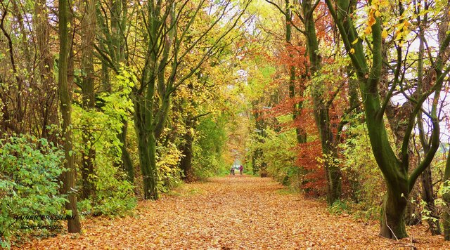 Bitte als Vollbild einstellen - Foto: Rainer Bresslein