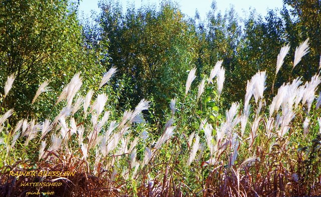 Foto: Rainer Bresslein